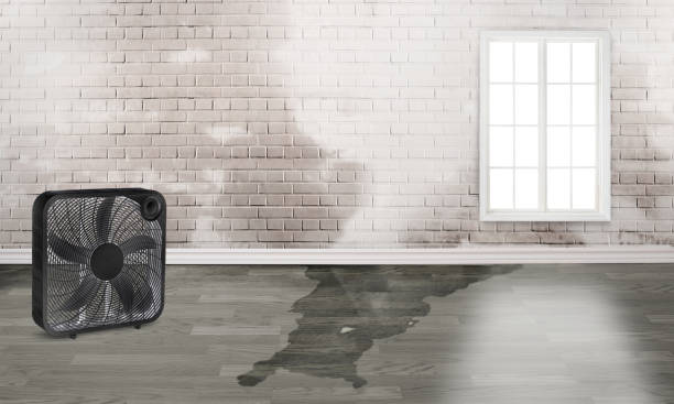 Best Ceiling water damage repair  in Murraysville, NC